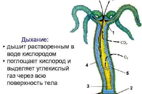 Kraken ссылка тор